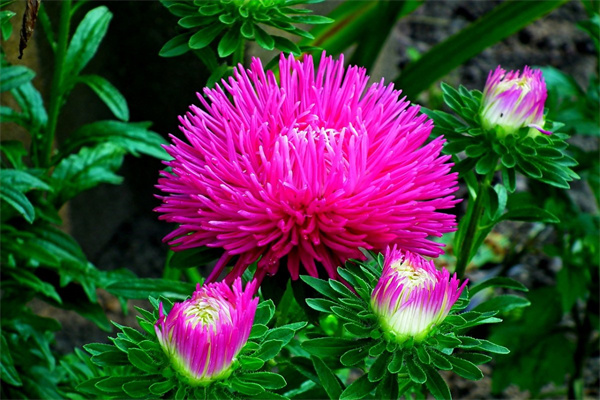 地栽花期長好看又好養的花(地栽花期長好看又好養的花有哪些)