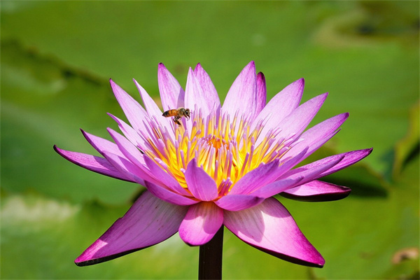 夏季花壇花卉(夏季花壇花卉養(yǎng)護(hù)方法)