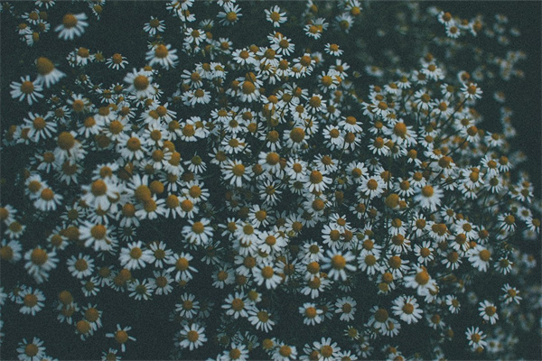 身體像玫瑰花的種子是什么(一種像玫瑰的花)