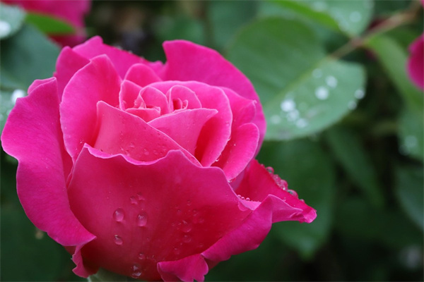 家里可以種佛手這種花嗎(家里栽佛手好嗎)