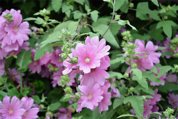 鮮花的養(yǎng)護(hù)(鮮花的養(yǎng)護(hù)方法及注意事項(xiàng))