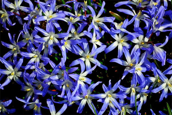 搜索各種花(搜索各種花的美稱和特點)