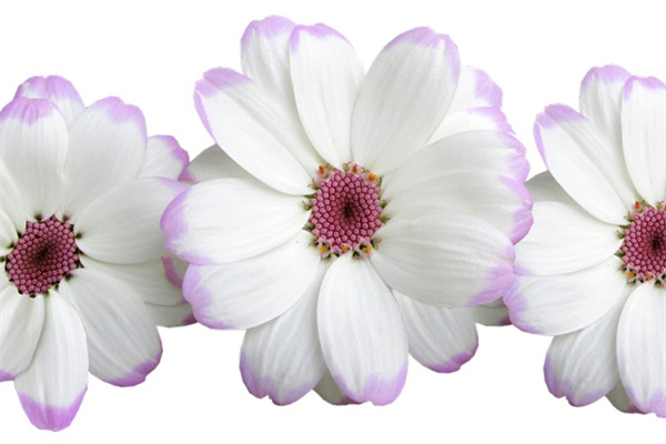 玫瑰花容易種嗎(玫瑰花容易成活嗎)