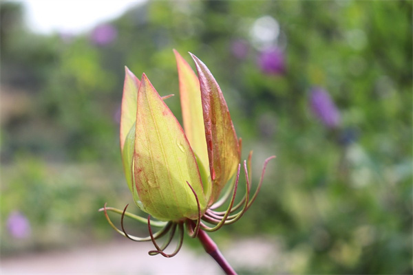 一帆風順花有毒嗎能在室內養嗎(一帆風順的花在室內養有沒有毒)