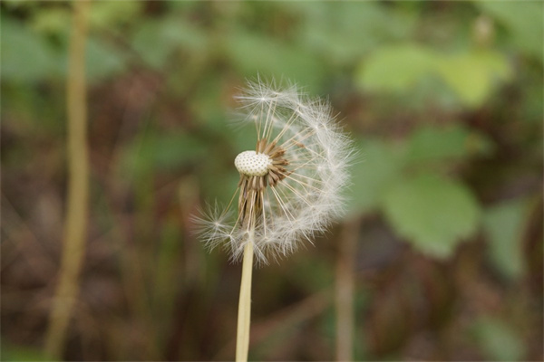鮮花送花瓶(買花送花瓶)