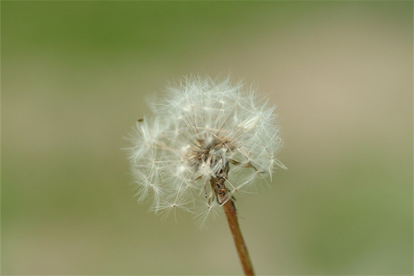 分手了適合送什么花(分手的時候適合送什么花)