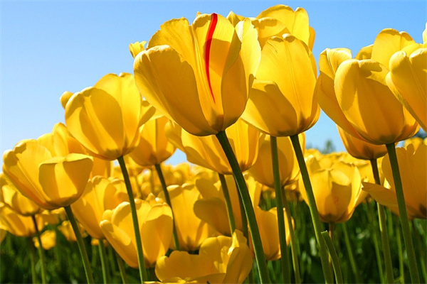 玫瑰鮮花能養(yǎng)幾天(玫瑰鮮花能養(yǎng)幾天不開花)